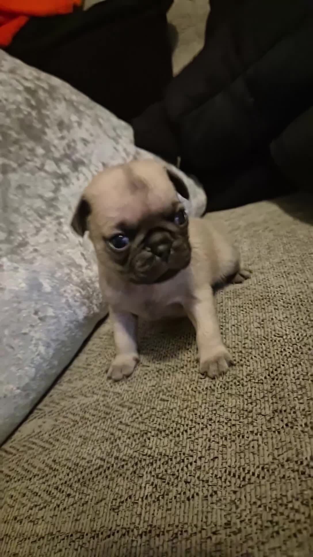 Pug dogs for sale: Beautiful pugs puppies - Video 2