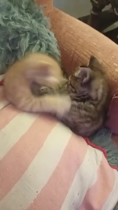 Norwegian Forest Cat cats for sale: Norwegian Forest Cat Kittens  - Video 1