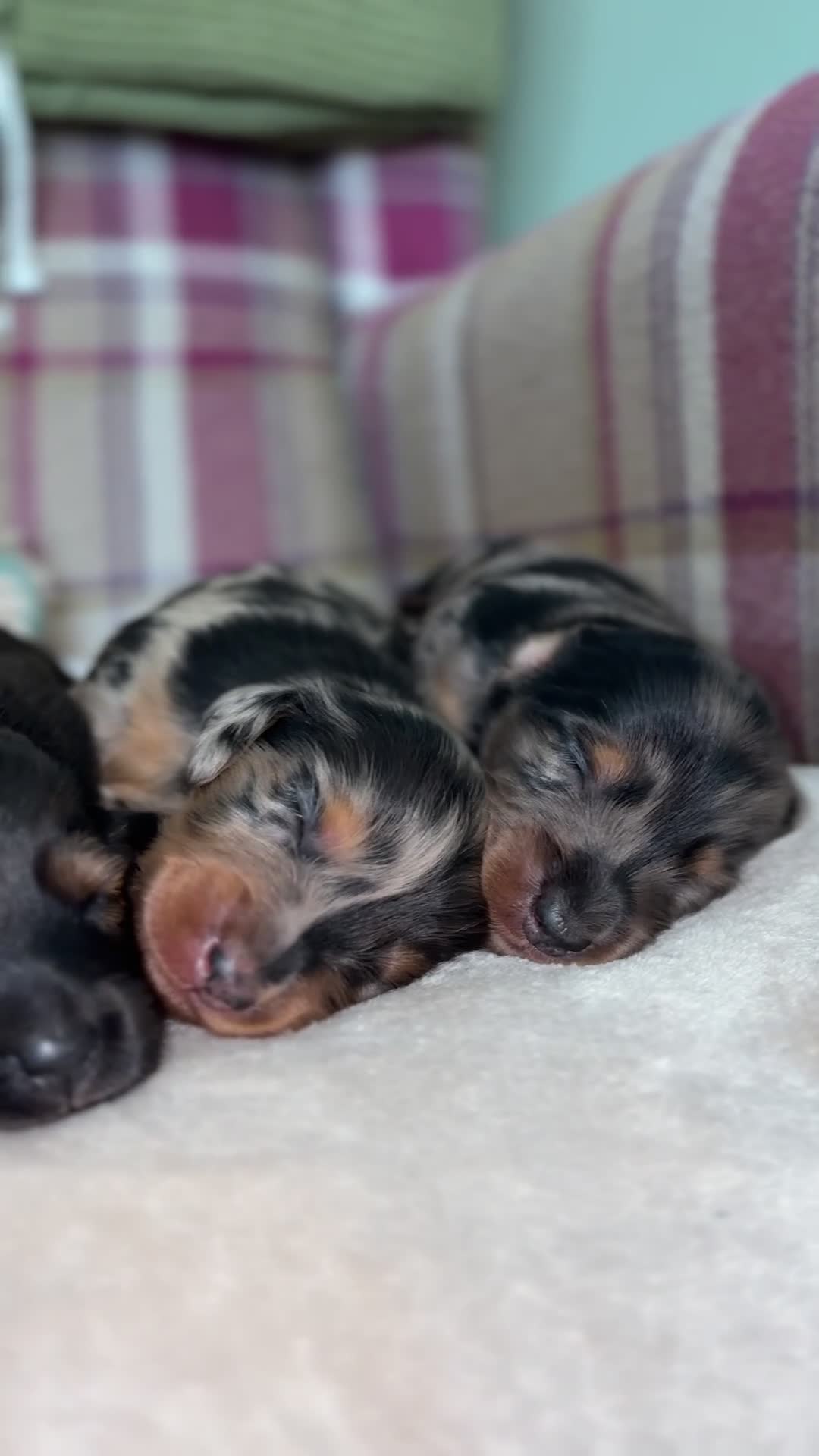 Miniature Dachshund dogs for sale:     Exceptional KC Long Haired Mini Dachshunds🤍 - Video 1
