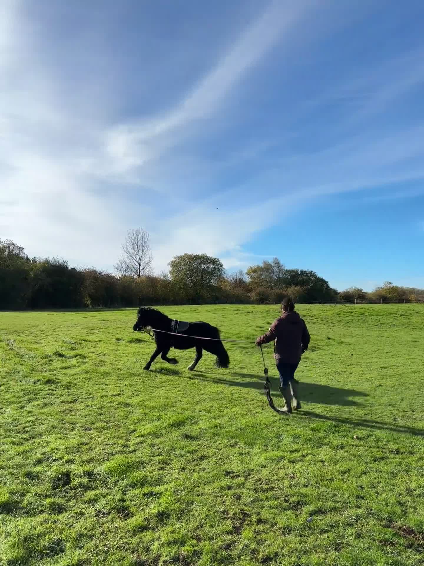 Welsh Section C horses for sale: Welsh Section C x Black Fell Gelding - Video 2