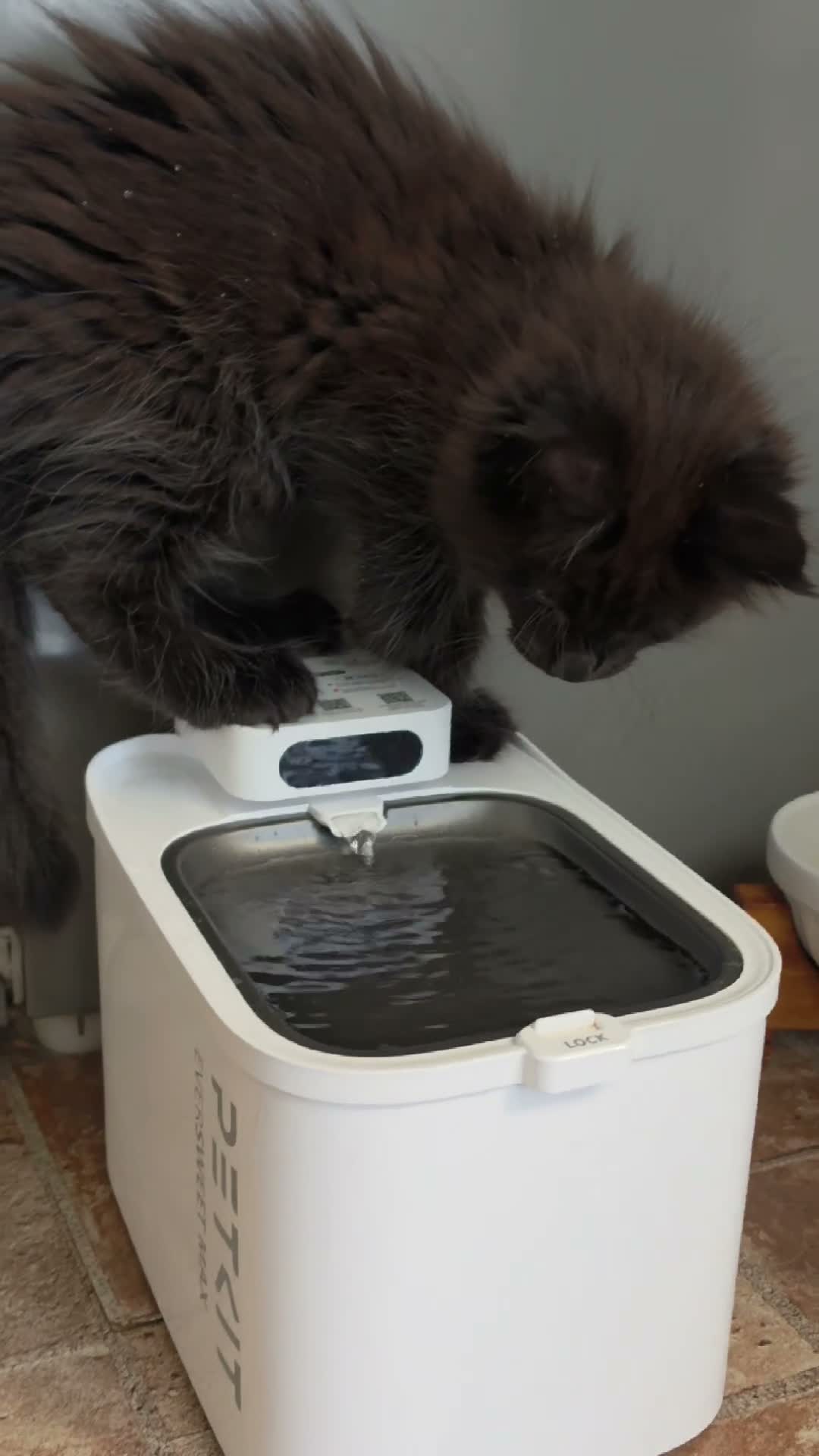 Maine Coon cats for sale: Two beautiful Maine Coon Kittens  in Ashford - Video 1