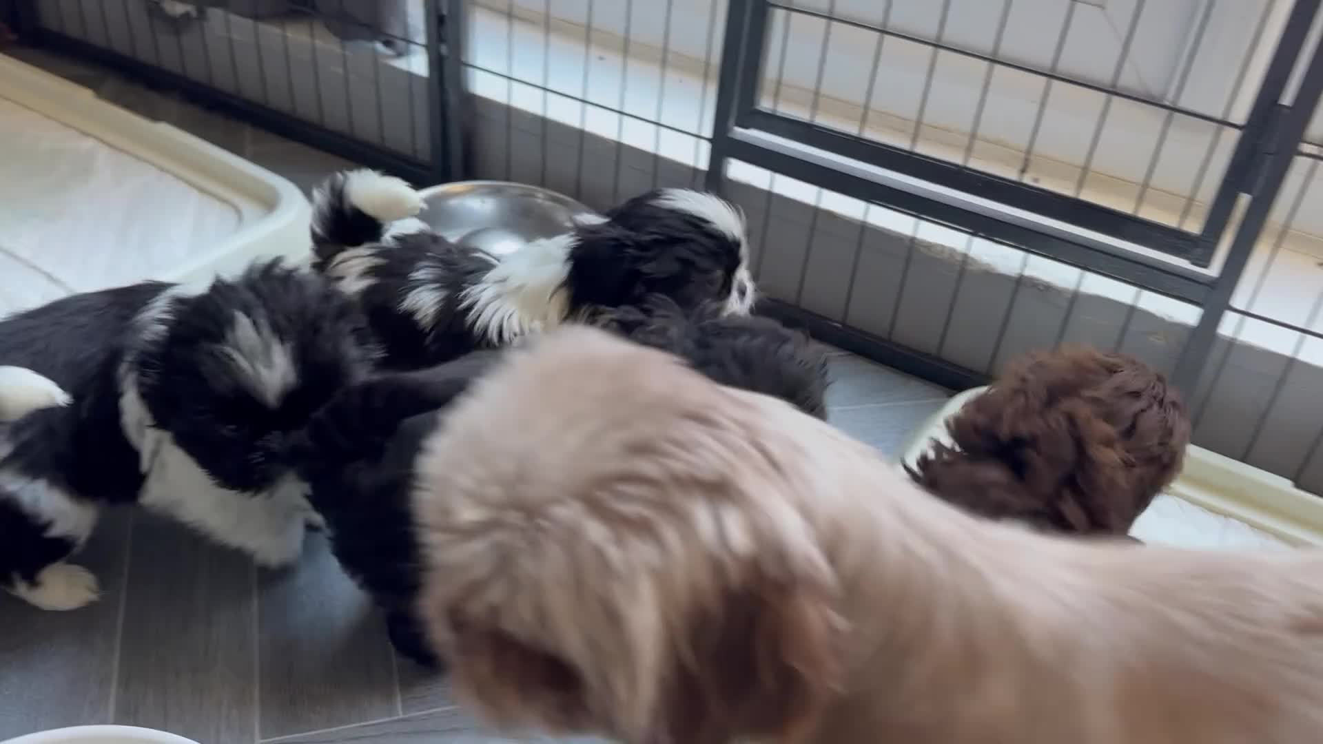 Shih Tzu dogs for sale: Shih Tzu Puppy’s  - Video 1