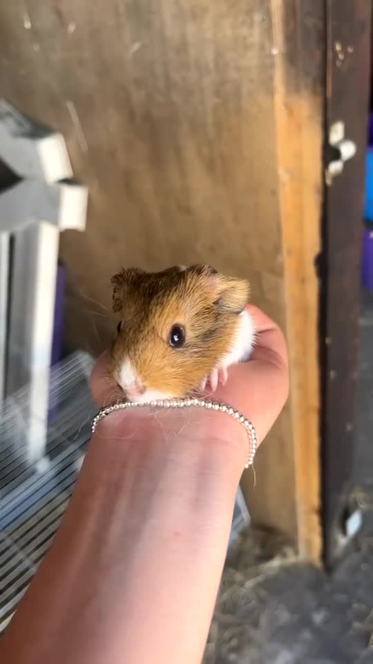 Guinea Pig rodents for sale: Wiggles!! - Video 1