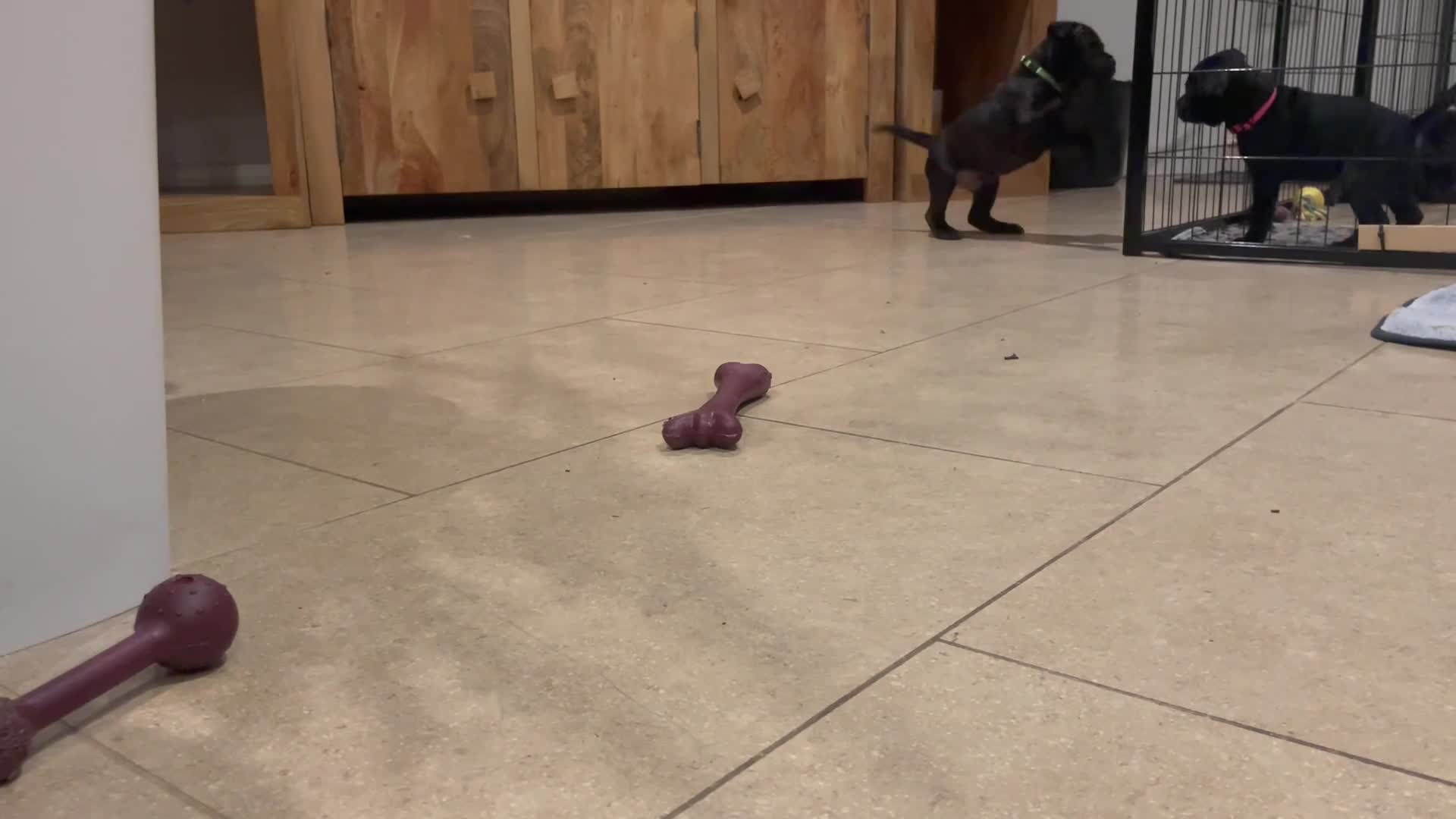 Staffordshire Bull Terrier dogs for sale: KC Reg - Only 1 Boy Available  - Video 1