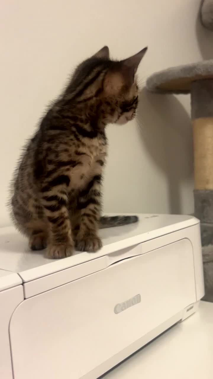 Bengal cats for sale: Bengal kitten 8 weeks - Video 2