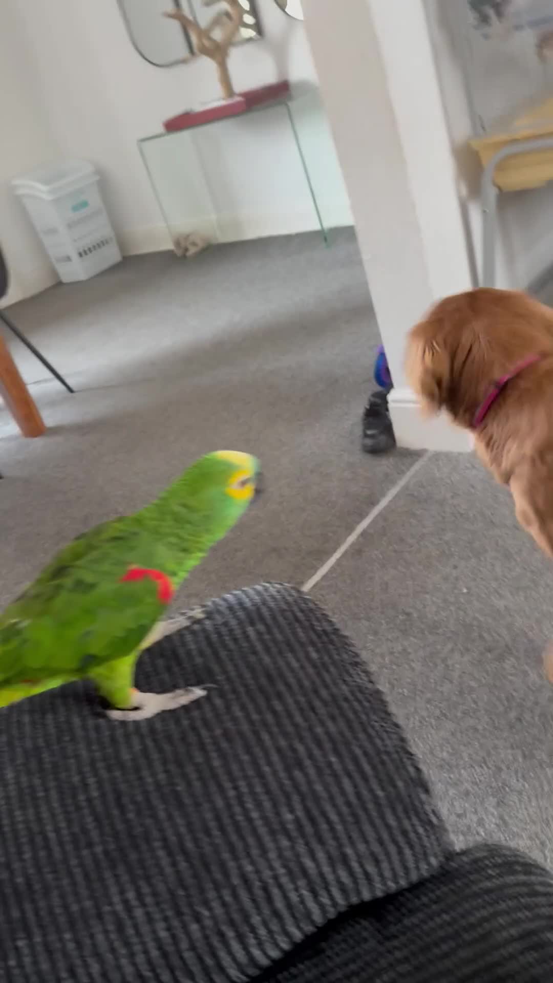 Parrots birds for sale: Blue Fronted Amazon parrot 🦜  - Video 1