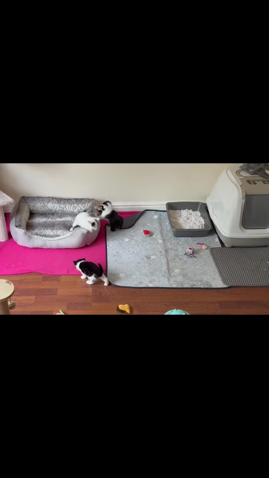 British Shorthair cats for sale: Kittens for sale - Video 2