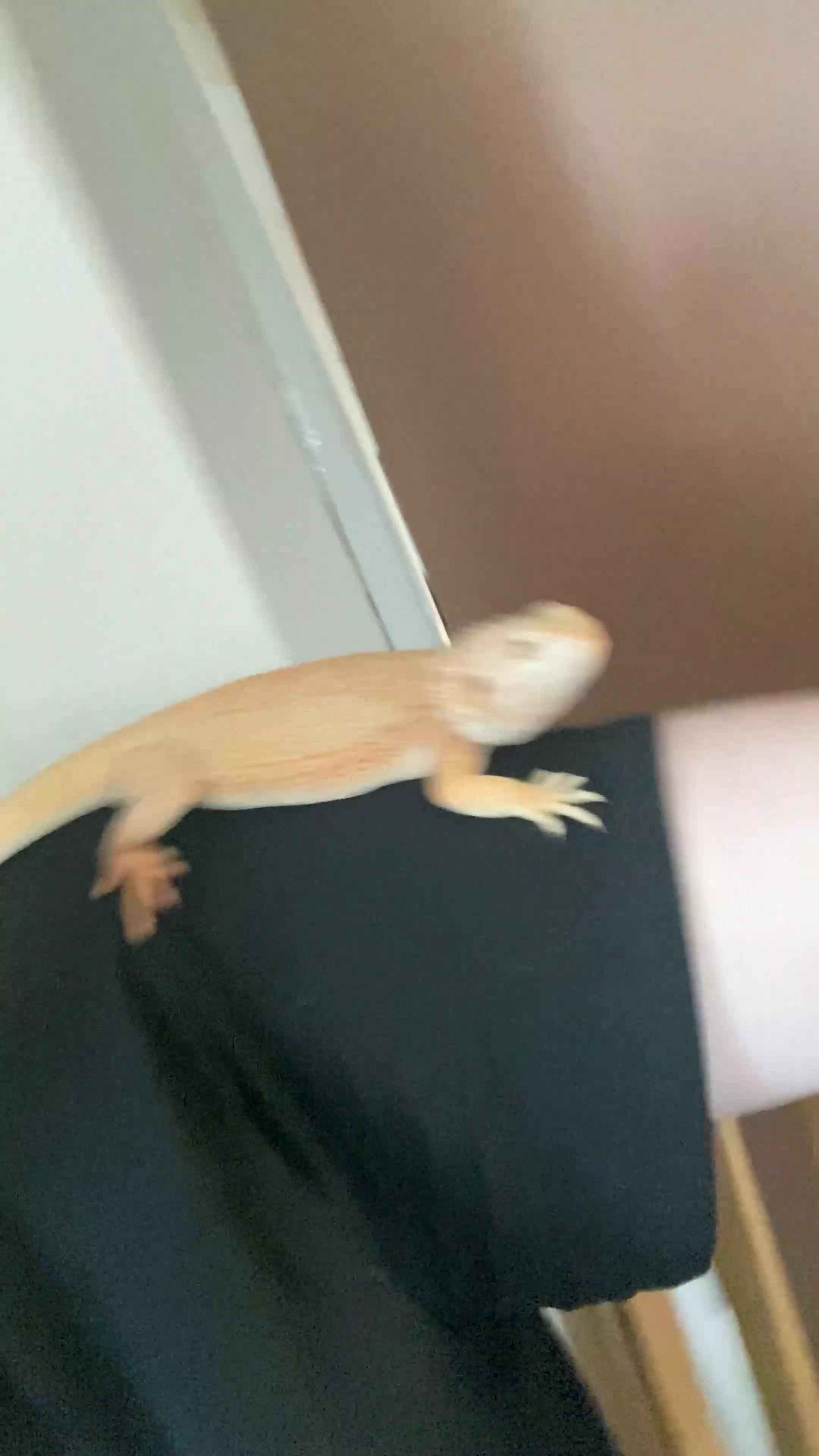 Bearded Dragon reptiles for sale: Female hypo baby bearded dragon - Video 1