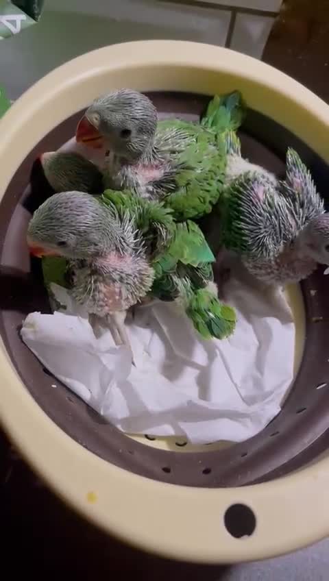 Conures birds for sale: Hnd reared tame conure indian ringnck and budgies  - Video 2