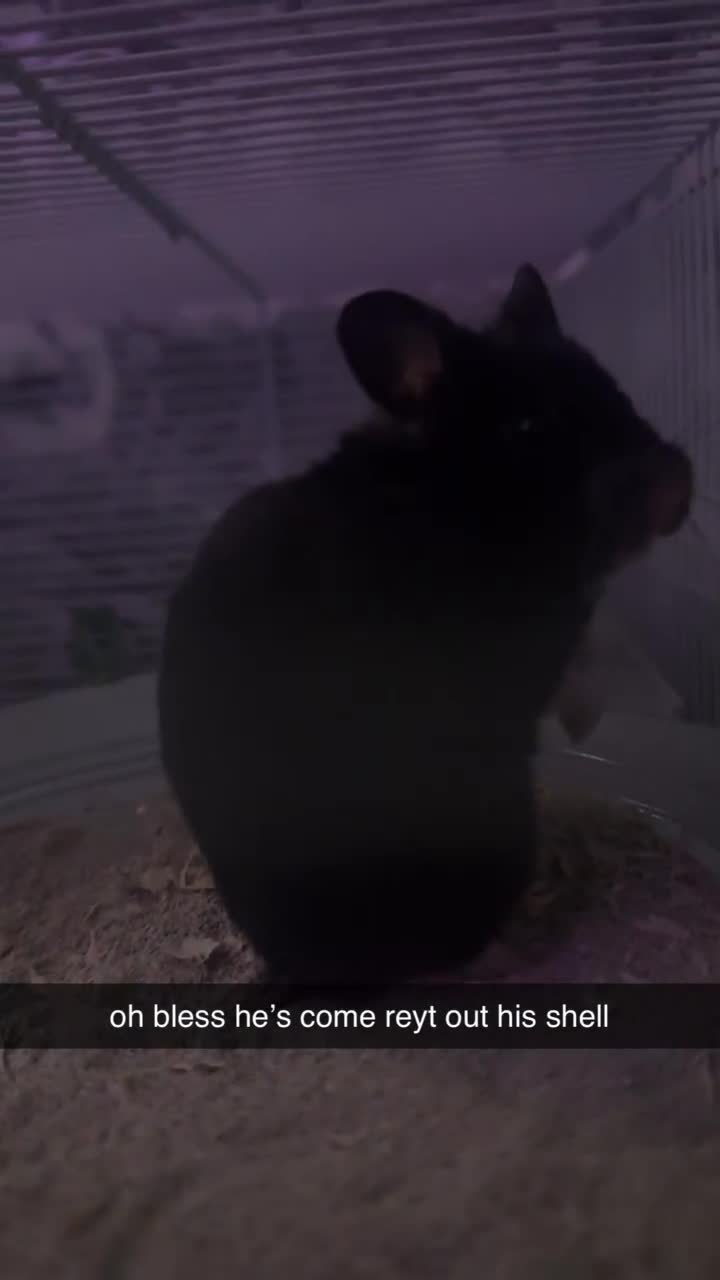 Hamster rodents for sale: make syrian hamster - Video 1