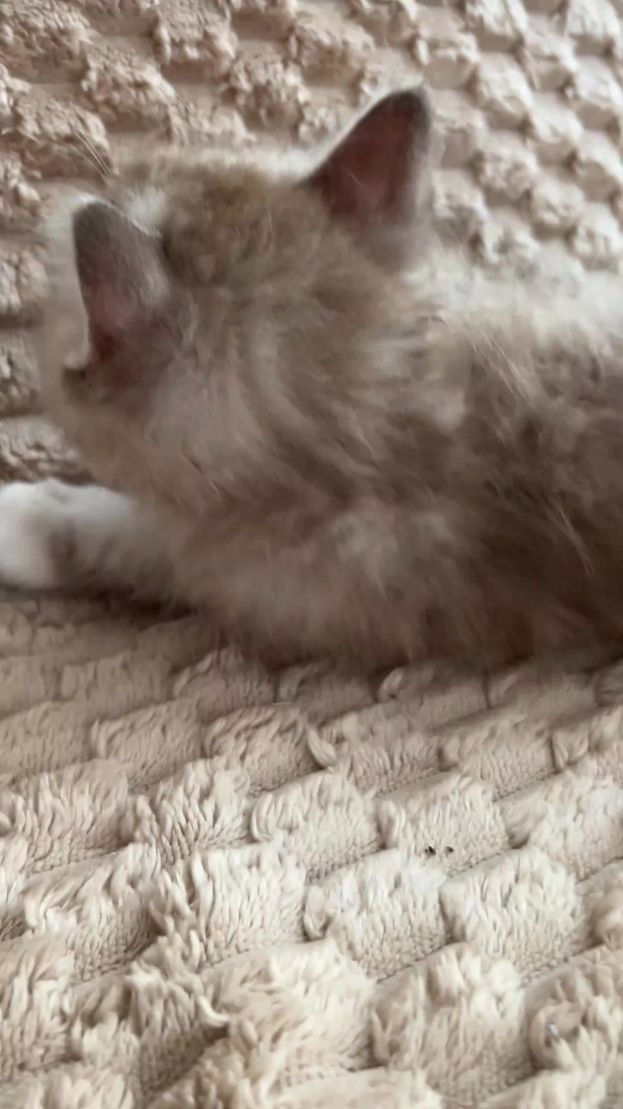 Ragdoll cats for sale: Mink & Sepia Ragdolls Cherubim TICA Pedigree  - Video 3