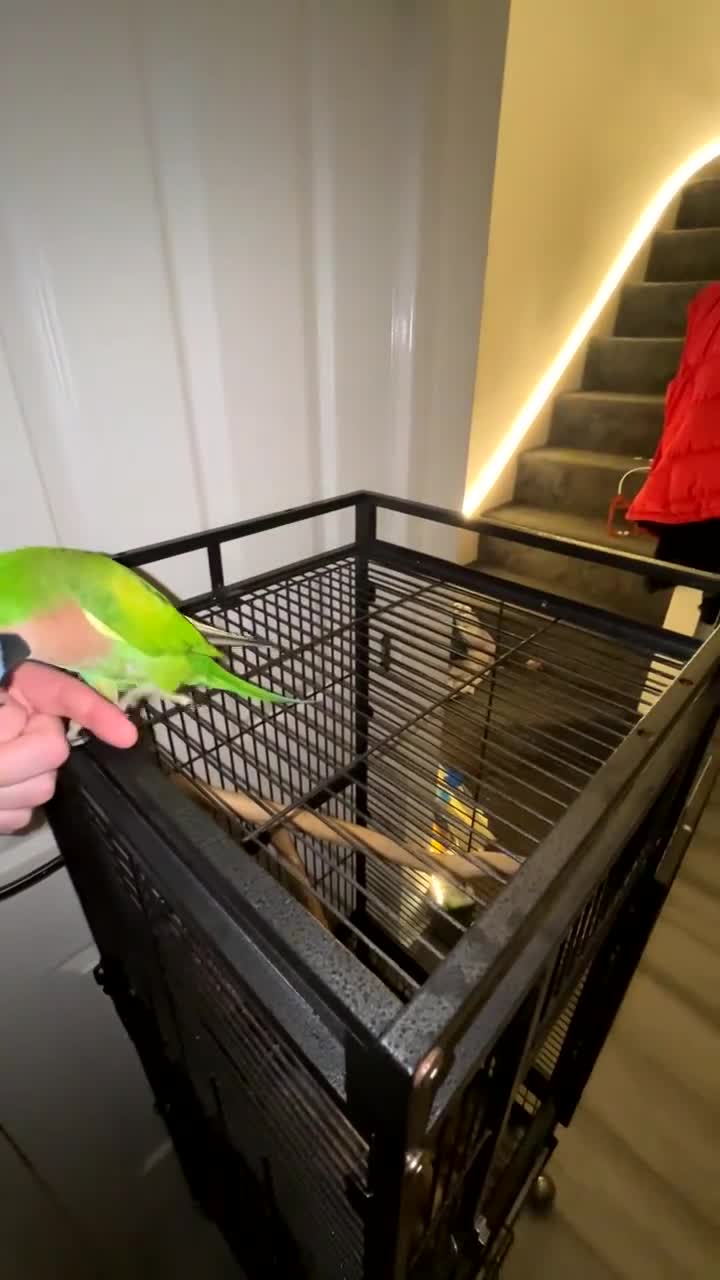 Parakeets birds for sale: Moustache parakeet  - Video 1