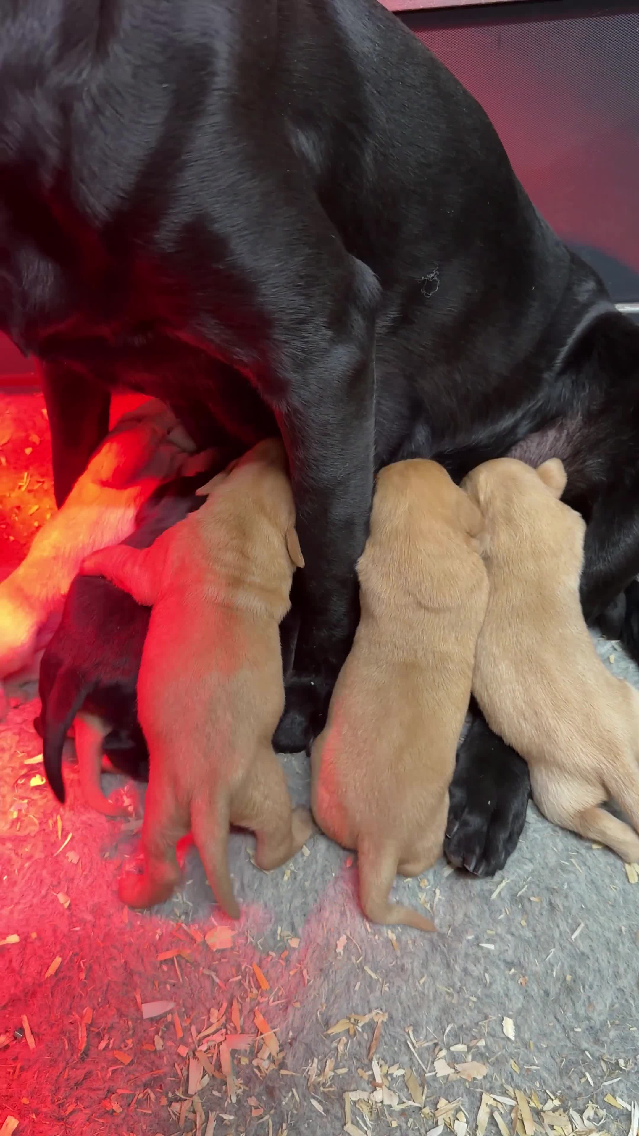Labrador Retriever dogs for sale: Beautiful KC Lab Pups - Video 2