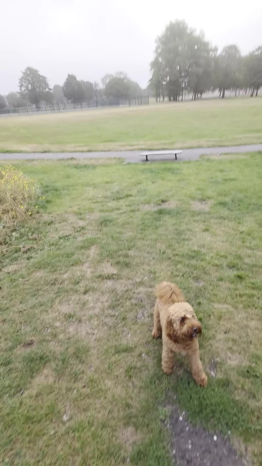Cockapoo dogs for stud: Cockapoo  - Video 1