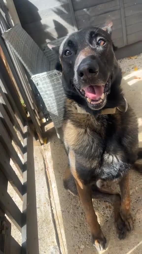 Belgian Shepherd Dog dogs for sale: Male Belgium malinois - Video 1