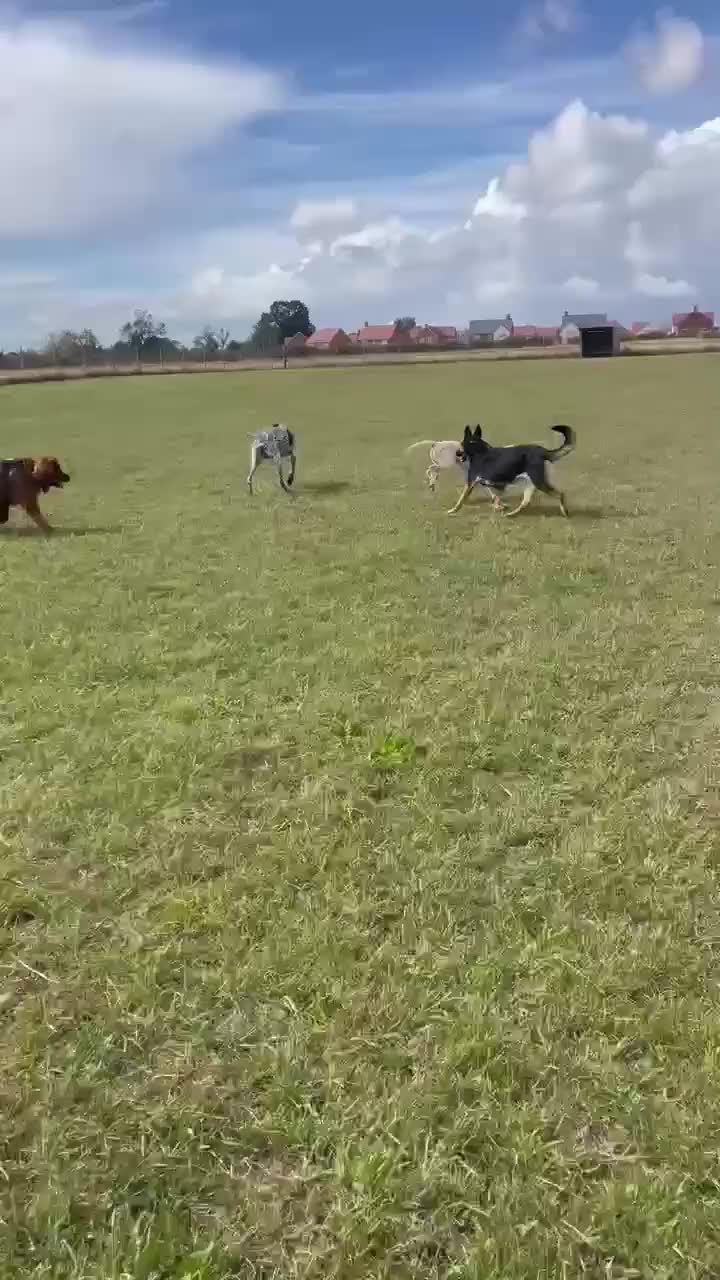 Pointer dogs for adoption: Jimmy is looking for an amazing forever home - Video 4