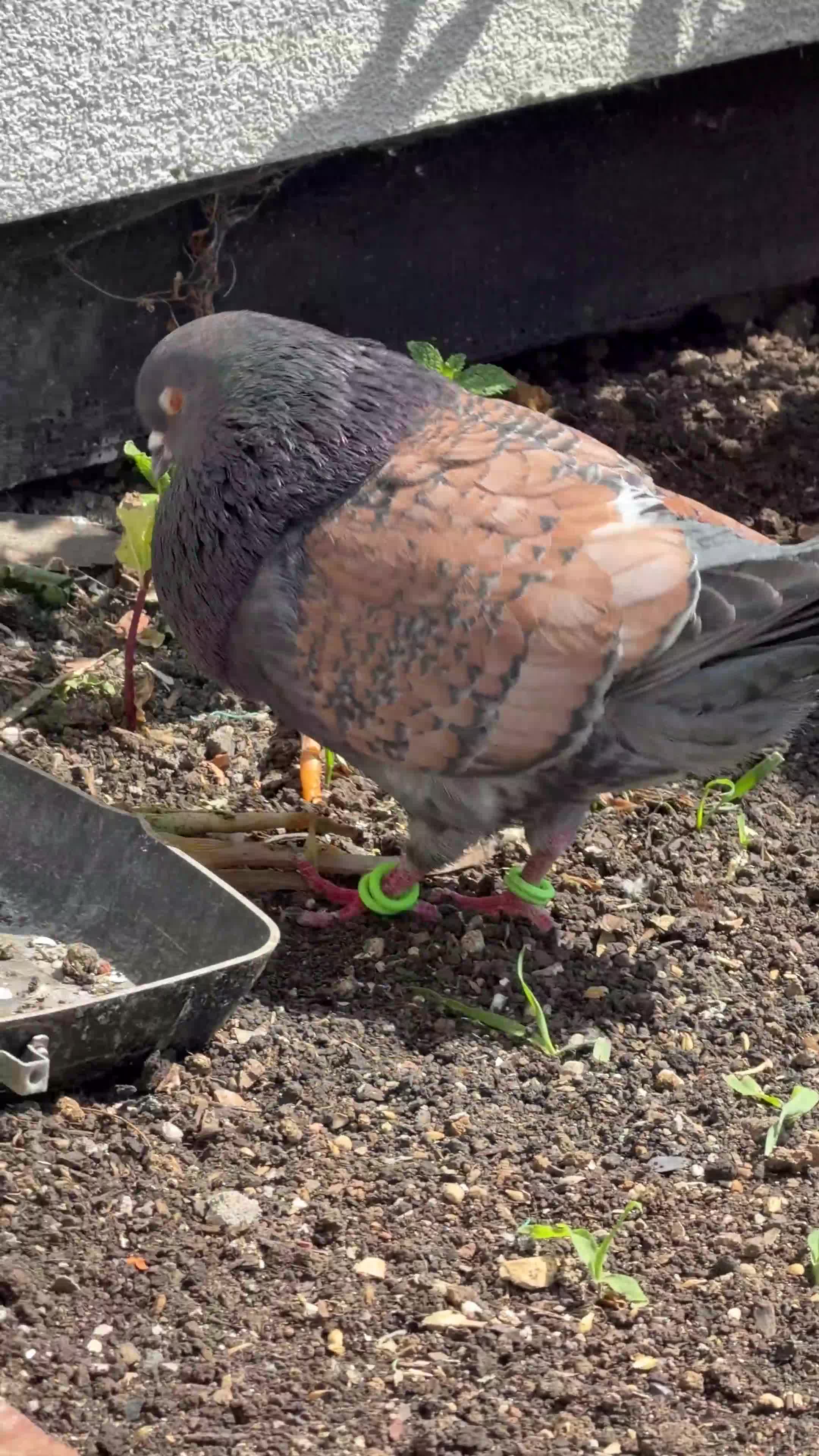 Pigeons birds for sale: Modena Pigeon for sale  in Luton - Video 2