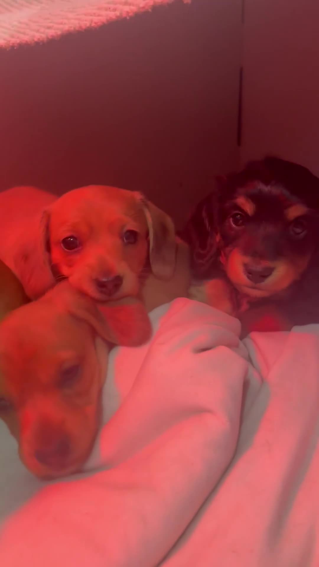 Miniature Dachshund dogs for sale: 4 Beautiful Miniature Dachshunds ❤️ in Haywards Heath - Video 1