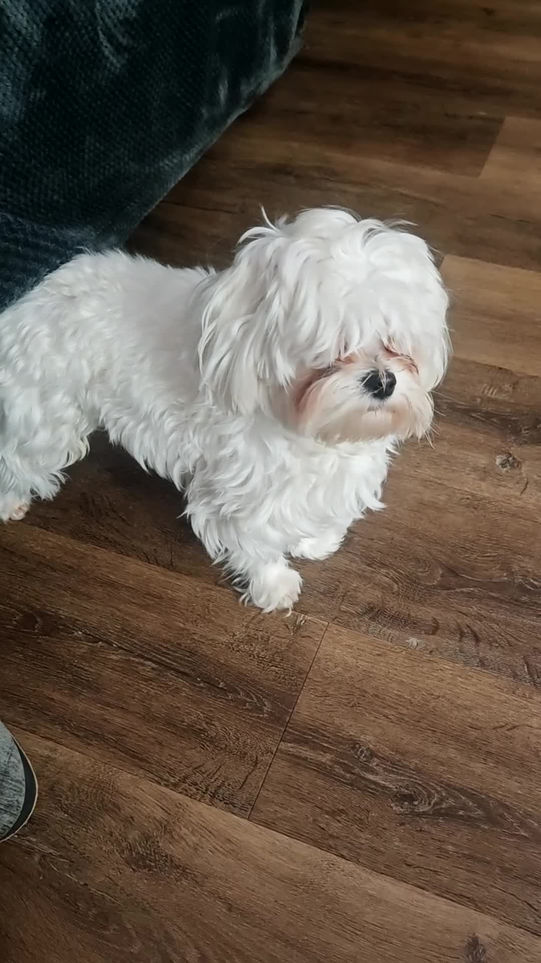 Maltese dogs for sale: 14 months old male Maltese KC Registered  - Video 1