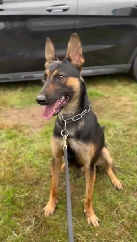 Belgian Shepherd Dog dogs for stud: Cairo !! DUTCH HERDER!! Protection Trained.  - Video 1