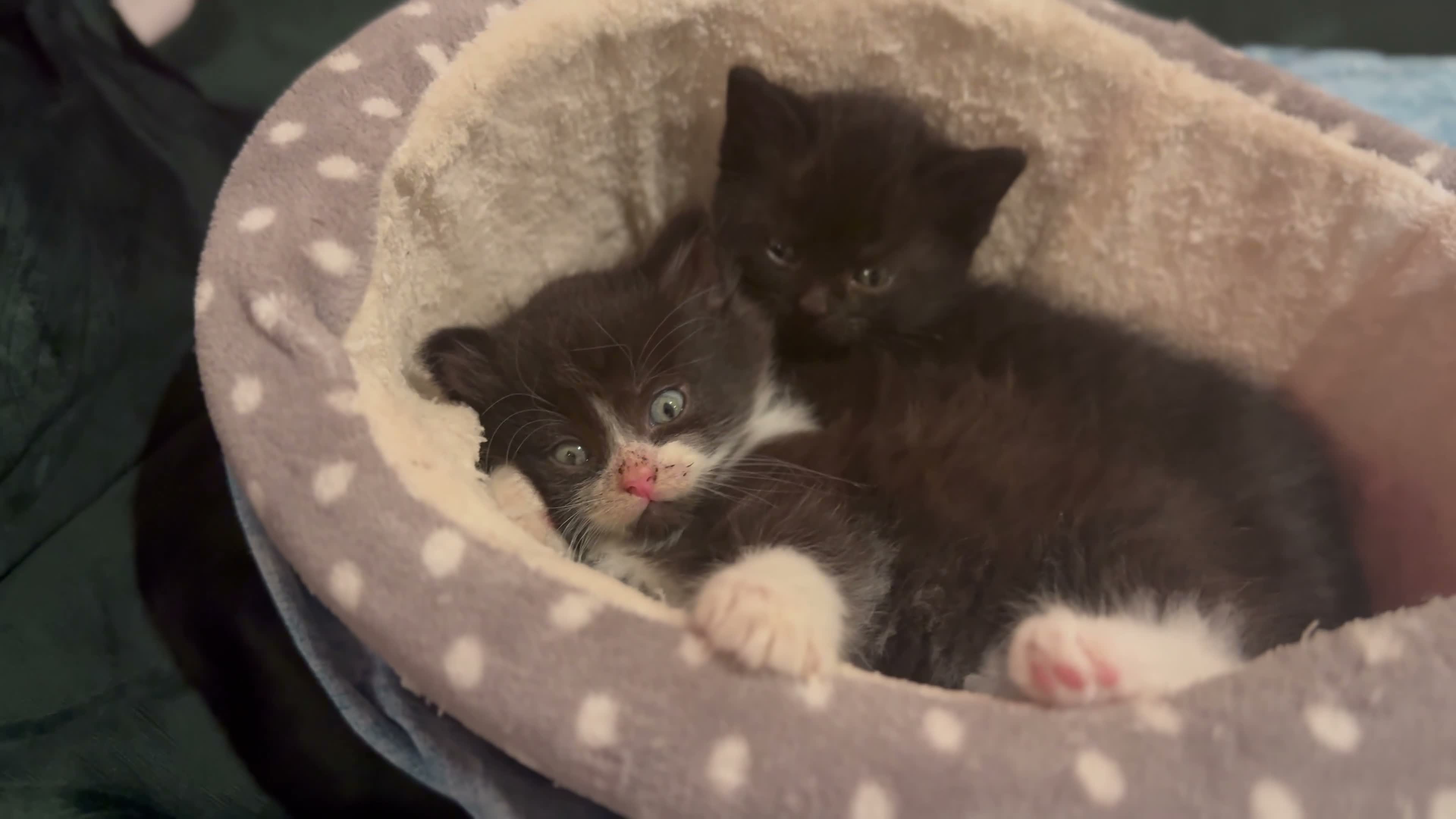Mixed Breed cats for sale: “ **  Paws” in Manchester - Video 2