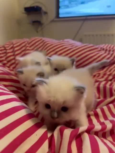 Ragdoll cats for sale: 1 Male kitten  - Video 1