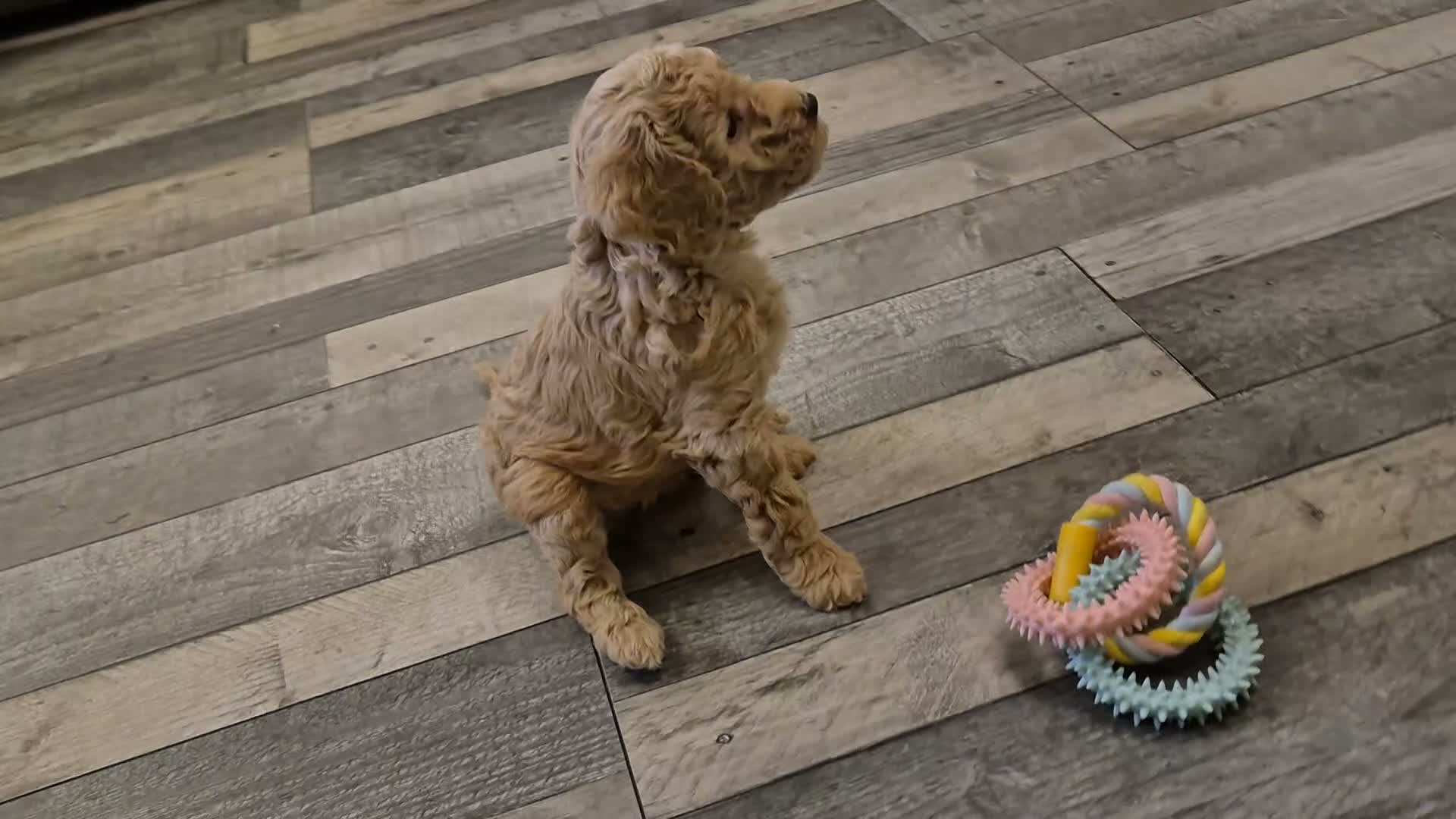 Cockapoo dogs for sale: Last cockapoo puppy available NOW - Video 1