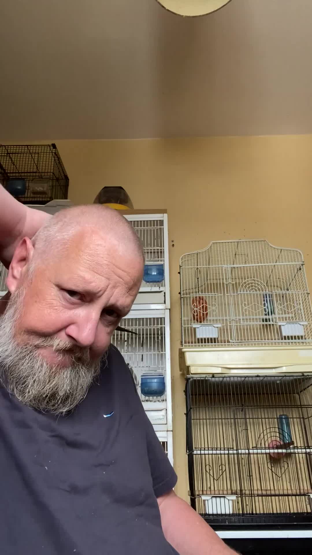 Lories birds for sale: Red collared lorikeet Baby’s Hand Raised Hand Tame - Video 1