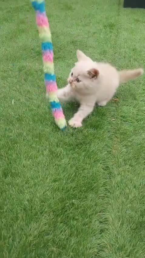 British Shorthair cats for sale: ♥️ Fun Loving British Shorthair Kittens♥️ - Video 4