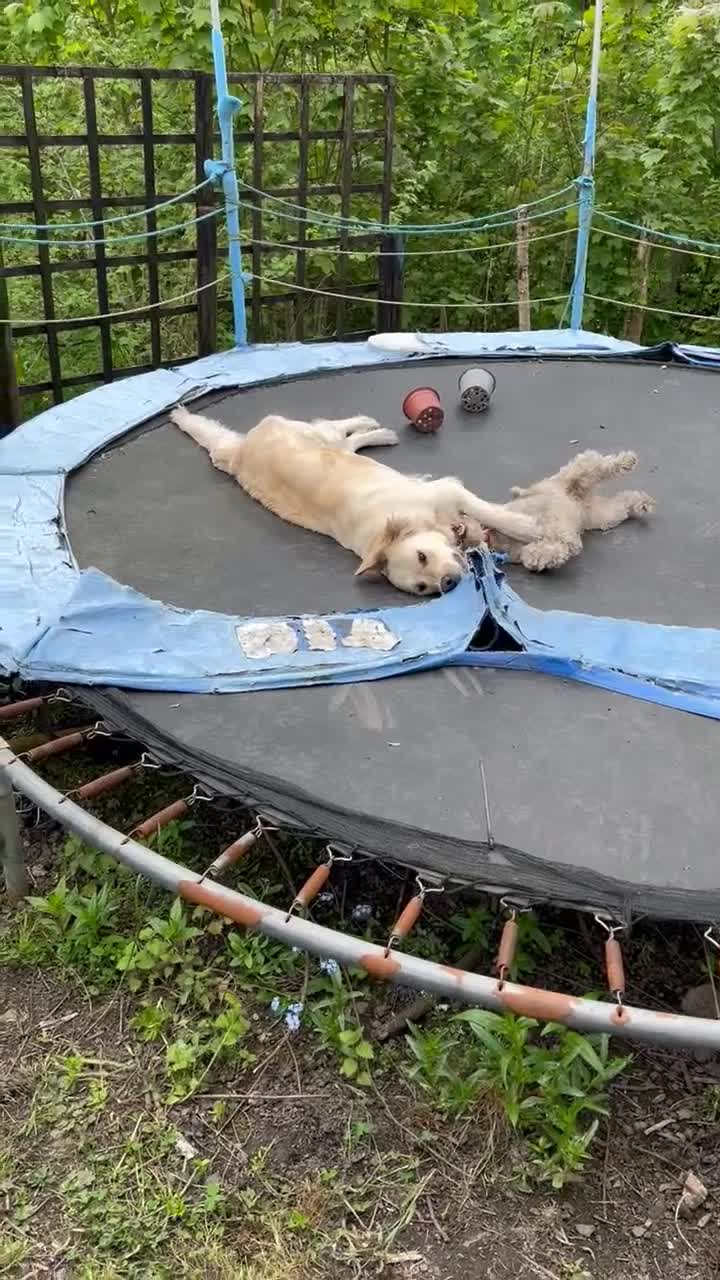 Golden Retriever dogs for sale: Big Boned Golden Retiever Puppies - Video 1
