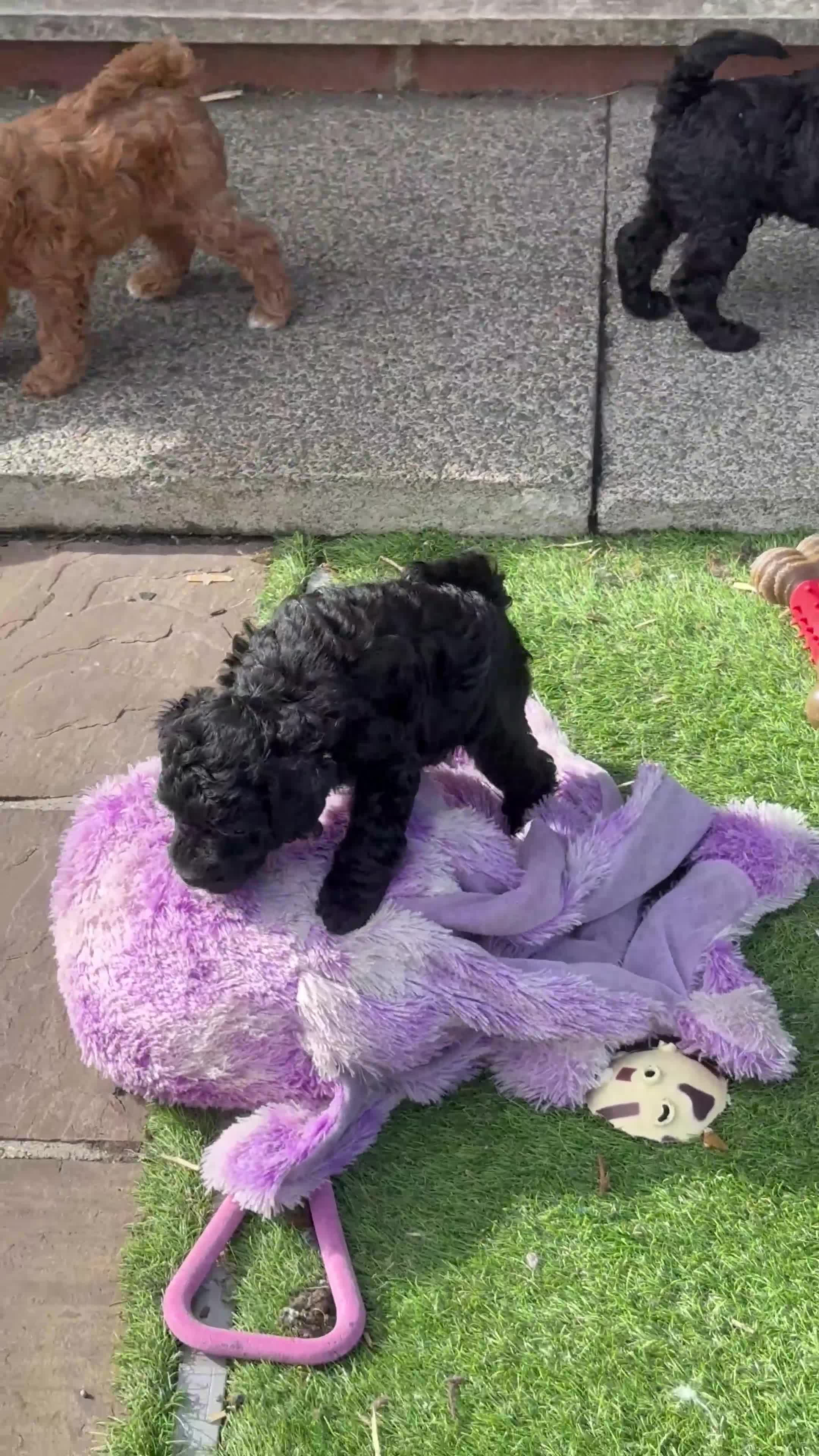 Miniature Poodle dogs for sale: Beautiful litter of Cheeky KC Reg. Mini Poodle's - Video 3