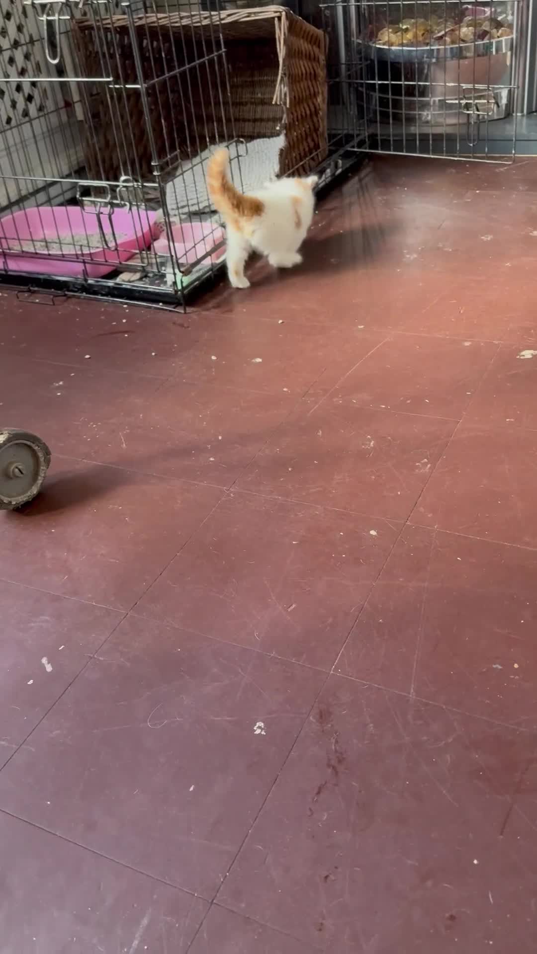Mixed Breed cats for sale: 2 gorgeous kittens  - Video 2