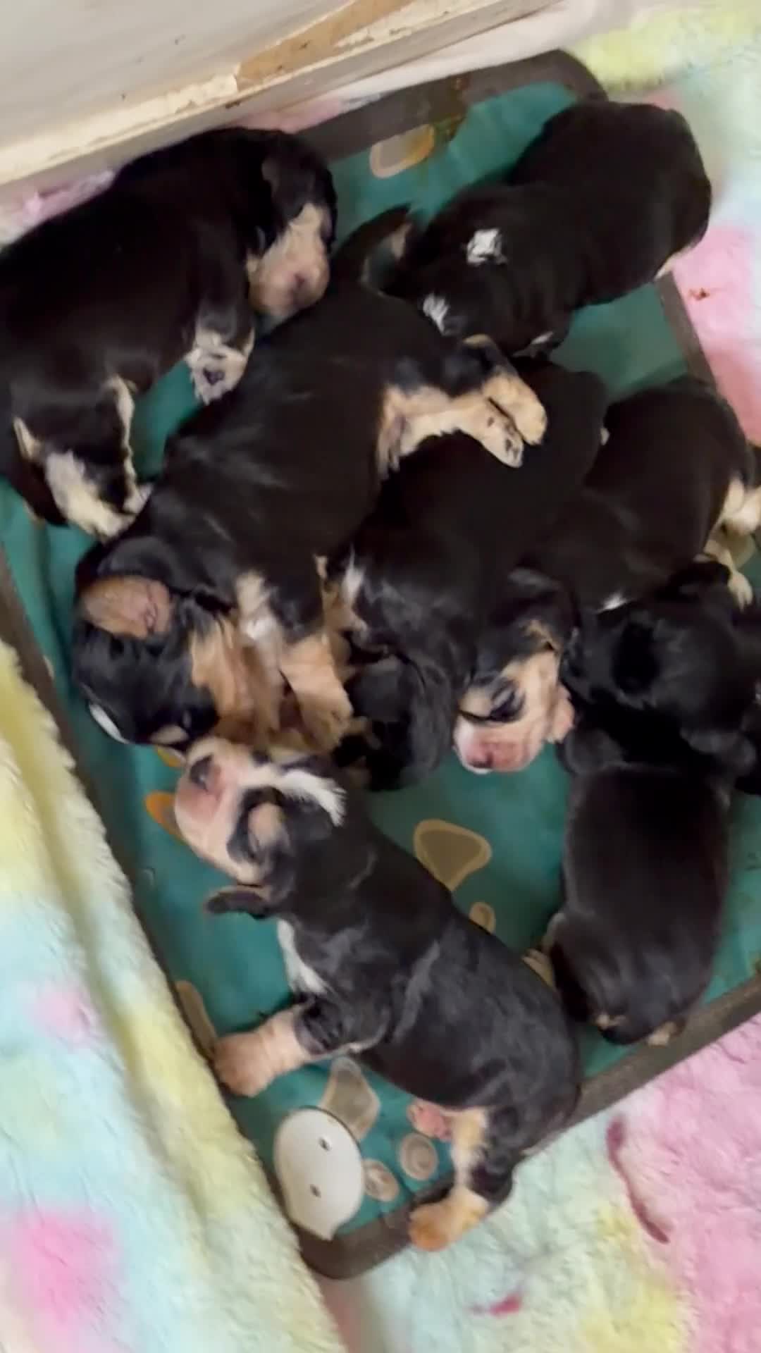 Cocker Spaniel dogs for sale: Beautiful cocker spaniel babies  - Video 1