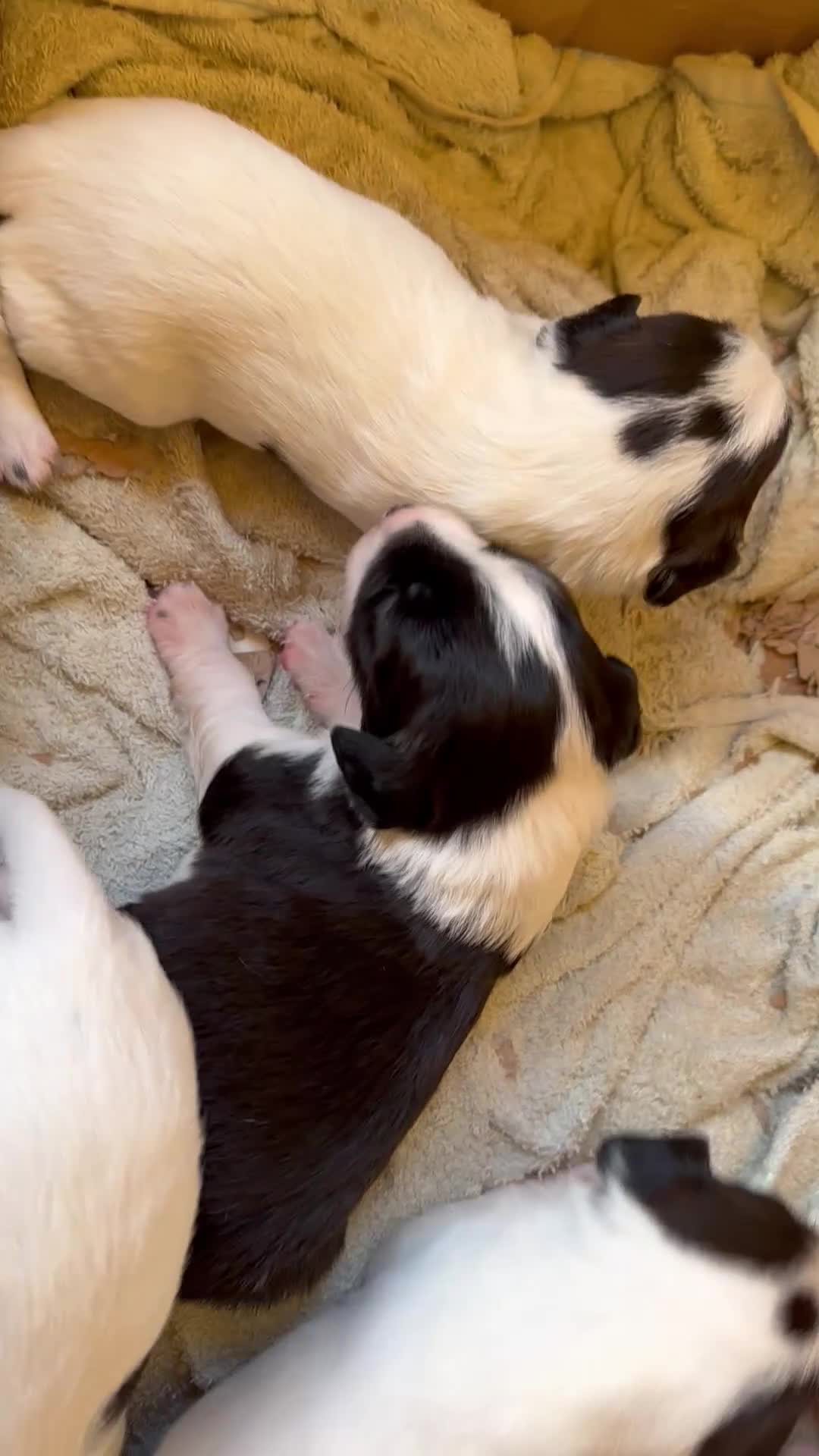 Mixed Breed dogs for sale: Cutest jack russell / spaniel / collie mix - Video 3