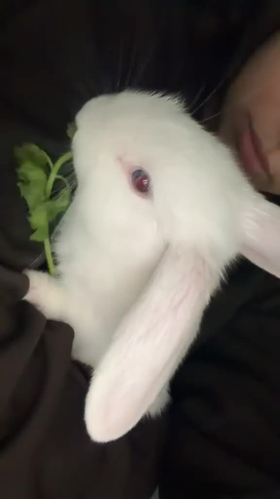Mixed Breed rabbits for sale: A loving kind family of rabbits - Video 2