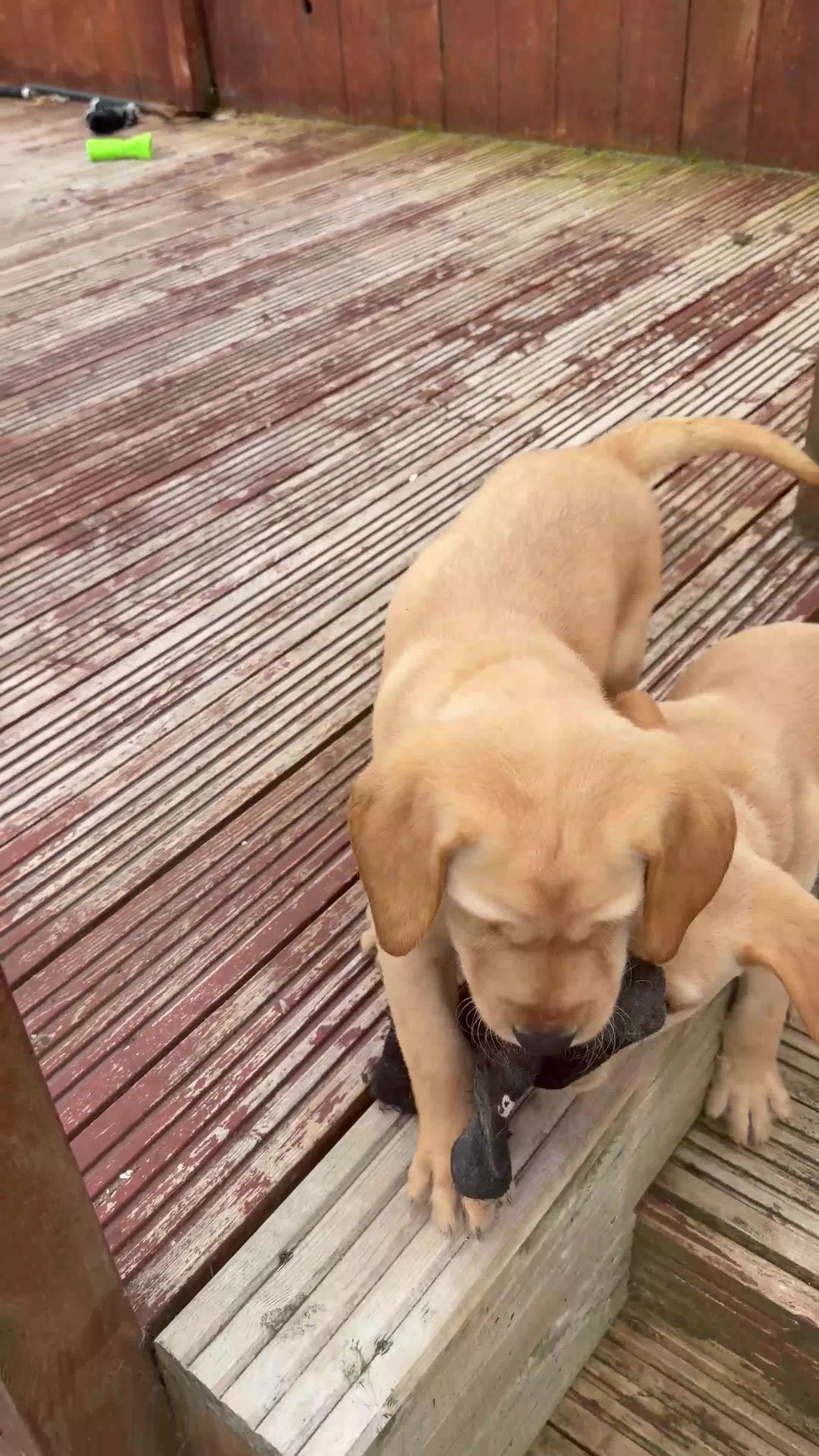 Labrador Retriever dogs for sale: Yellow/Red working Labradors - Video 1