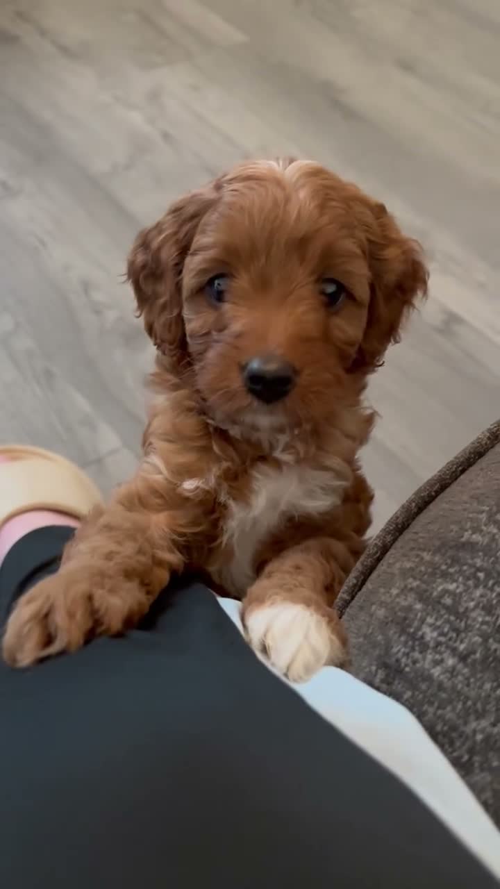 Cavapoo dogs for sale: Cavapoo puppies  - Video 1