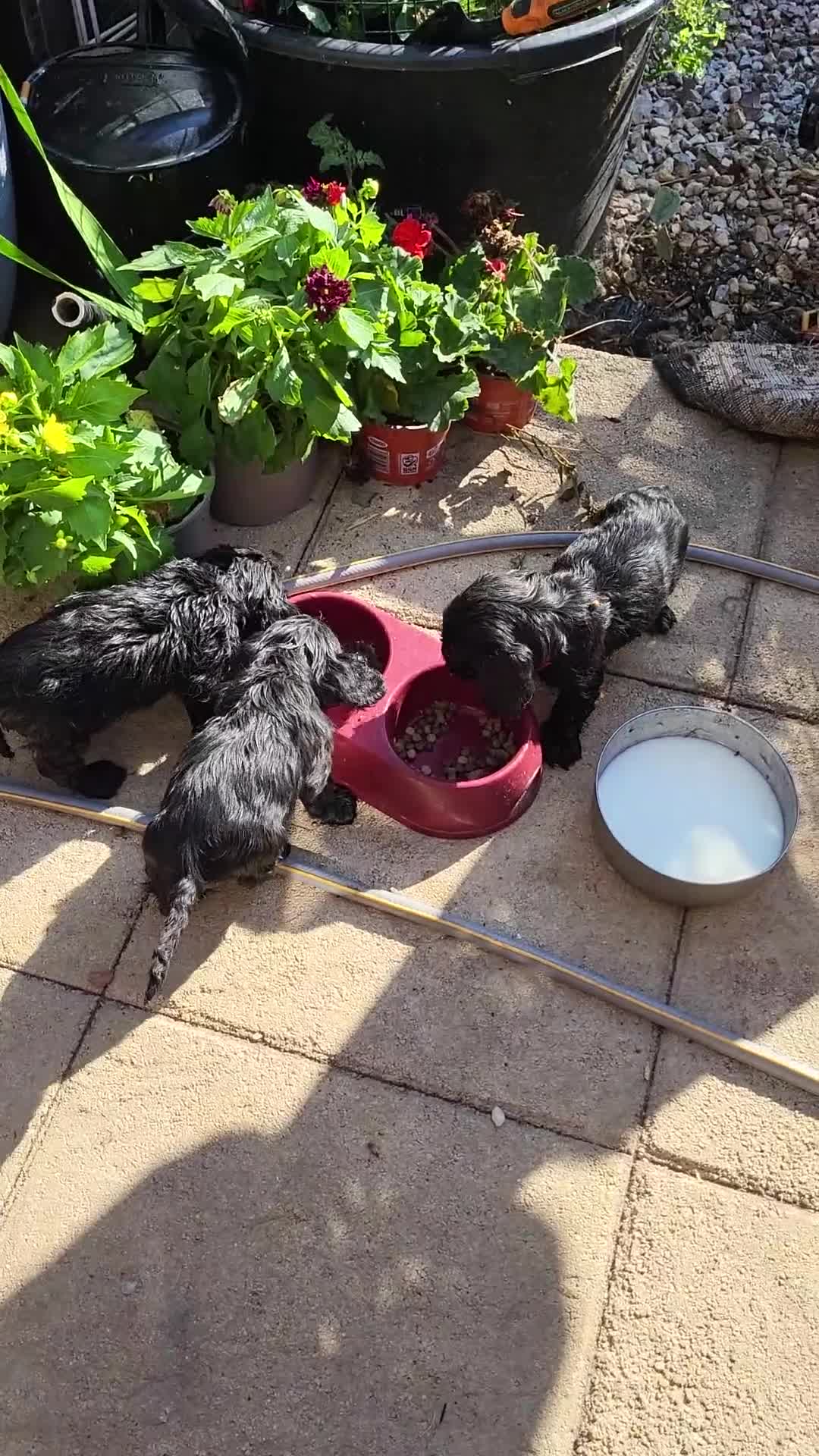 Cocker Spaniel dogs for sale: Cocker spanial pups - Video 1