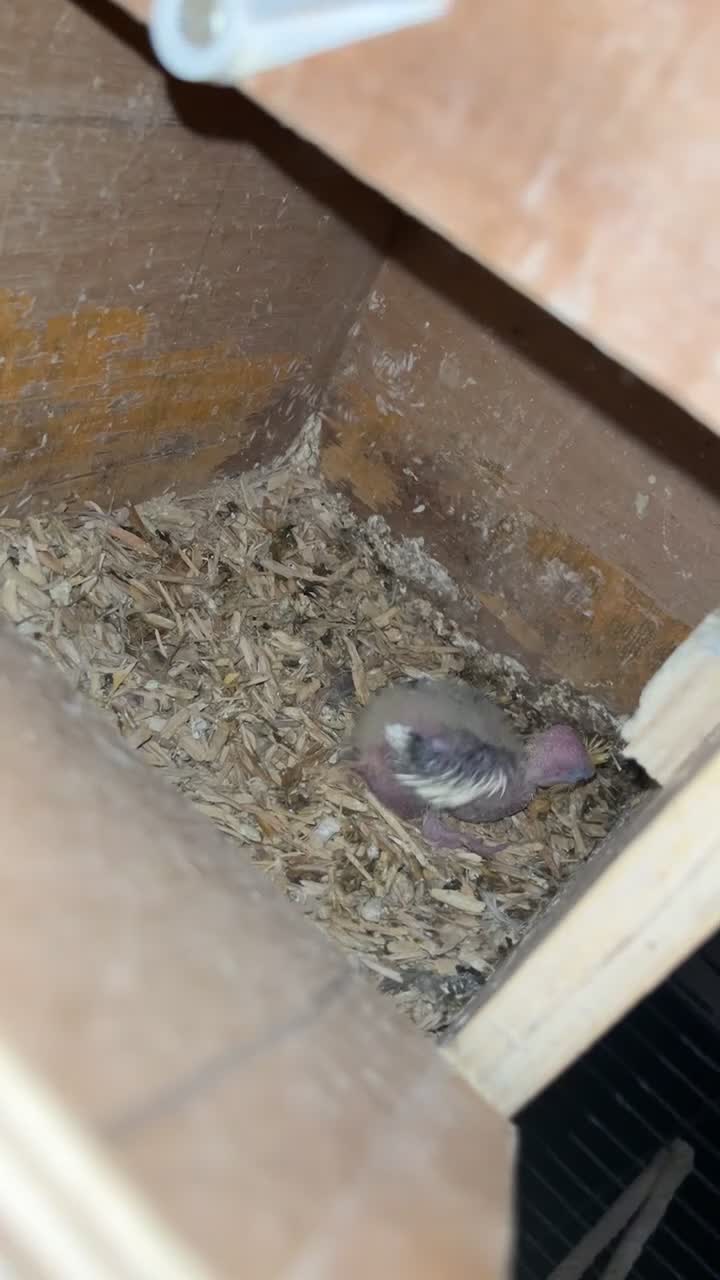 Cockatiels birds for sale: Breeding pair of birds  - Video 1