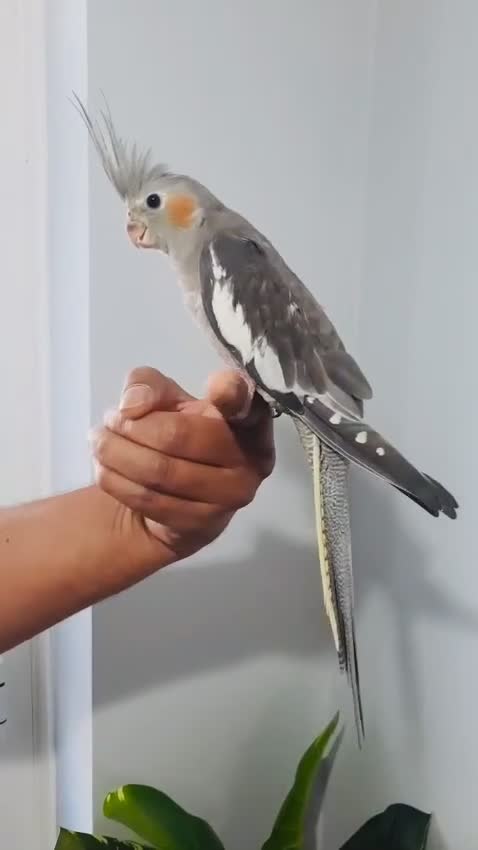 Cockatiels birds for sale: Beautiful hand tamed, untamed cockatiels for sale. - Video 2