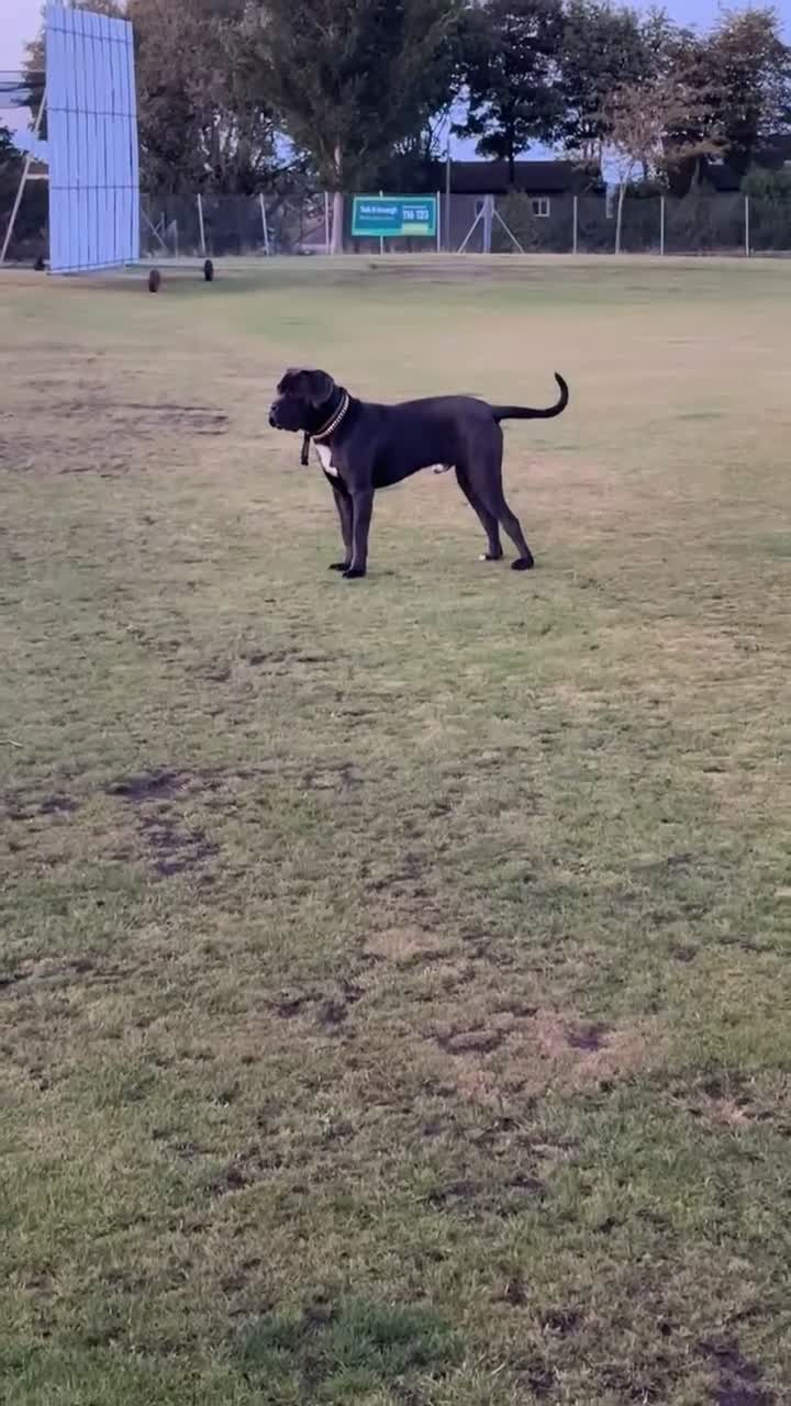 Cane Corso dogs for sale: Male cane corso - Video 1