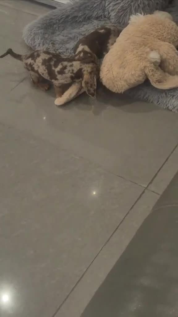 Miniature Dachshund dogs for sale: Kc dachshund babies ready next week - Video 2