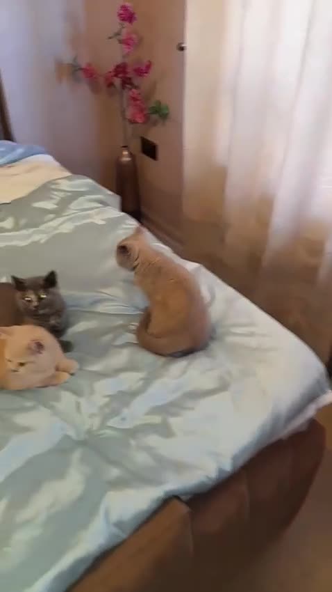 British Shorthair cats for sale: BEAUTIFUL 2 GIRLS 1 BOY BSH  - Video 2