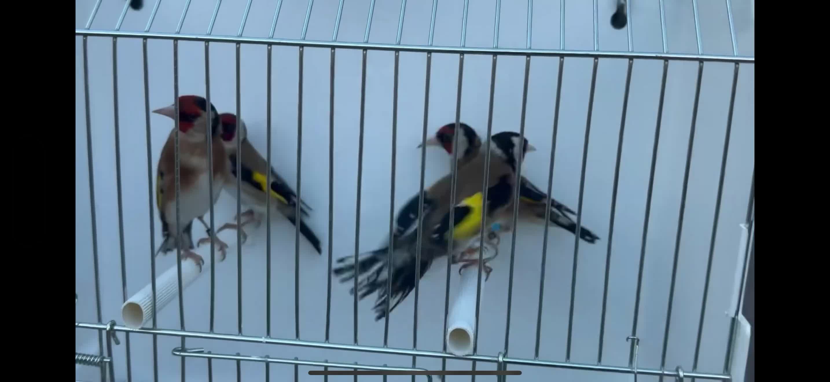 Finches birds for sale: Goldfinch  - Video 1
