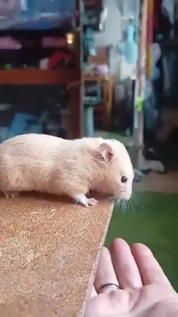 Hamster rodents for sale: ❤❤❤  BABY SYRIAN HAMSTERS ❤❤❤ - Video 4