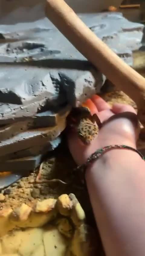 Leopard Gecko reptiles for sale: Leopard ghecko - Video 1