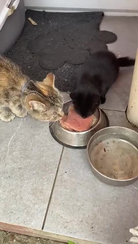 British Shorthair cats for sale: British short hair female kitten  - Video 2