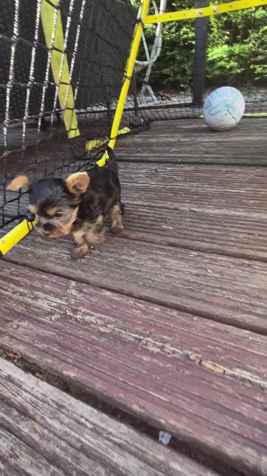Yorkshire Terrier dogs for sale:  Yorkshire Terrier Puppies  - Video 1