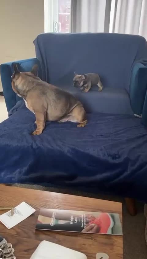 French Bulldog dogs for sale: Beautiful Blue Fawn French bulldog girl in Gateshead - Video 1