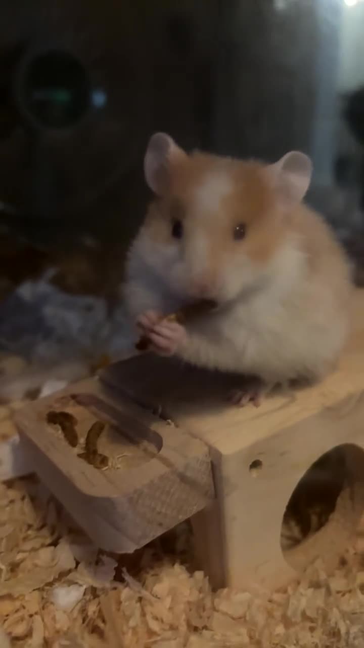 Hamster rodents for sale: Teddy bear Syrian hamster  - Video 1